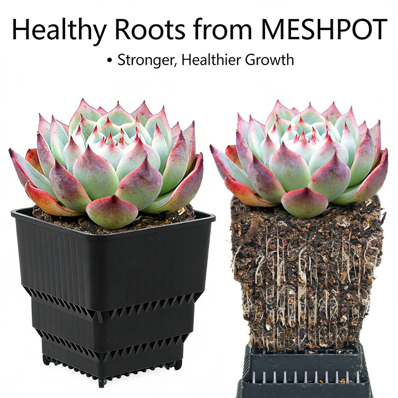 MESHPOT Conjunto de 6 Vasos Qu - Echeveria Succulent avaliação e preço